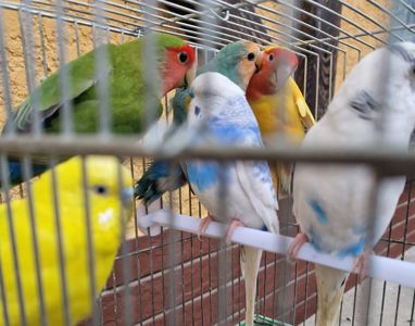 Красивые волнистые попугайчики для детей и взрослых