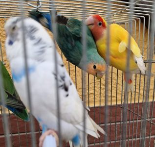 Красивые волнистые попугайчики для детей и взрослых