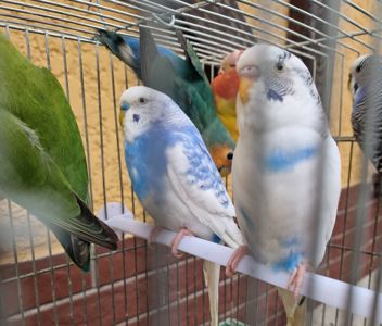 Красивые волнистые попугайчики для детей и взрослых