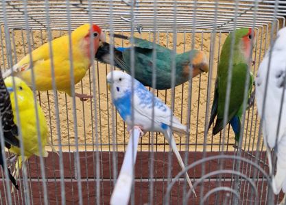 Волнистые разного возраста и цвета