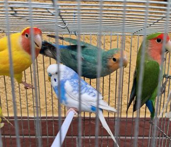 Дружелюбные красивые волнистые попугайчики