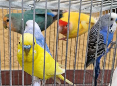 Попугаи волнистые разного окраса и возраста