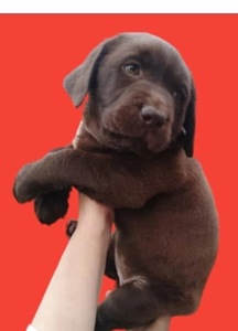 Цуценята лабрадорчики