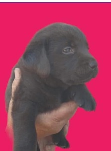 Цуценята лабрадорчики