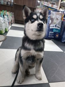 Сибірський Хаски