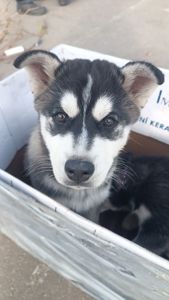 Сибірський Хаски