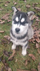 Сибірський Хаски