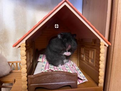 Хом'яки ангорські, королівські