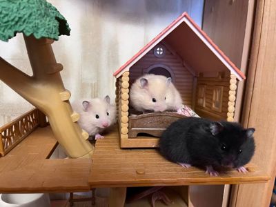 Хом'яки ангорські, королівські