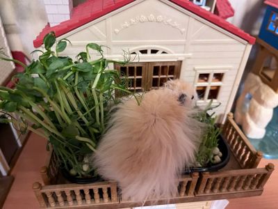 Хом'яки ангорські, королівські