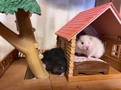 Хом'яки ангорські, королівські