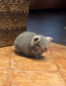 Кролик декоративний