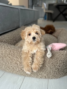 Миниатюрная девочка baby face мальтипу ф1