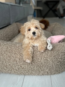 Миниатюрная девочка baby face мальтипу ф1