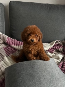 Очаровательный мальчик той-пудель в Киеве