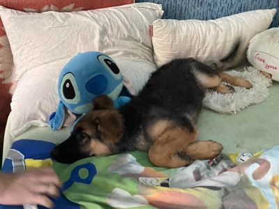 Цуценята німецької вівчарки