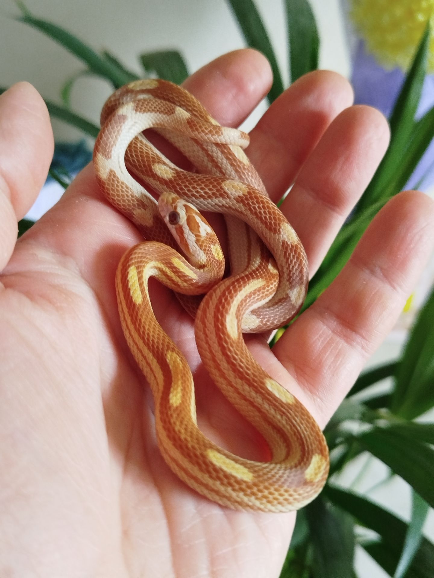 Маисовый полоз.