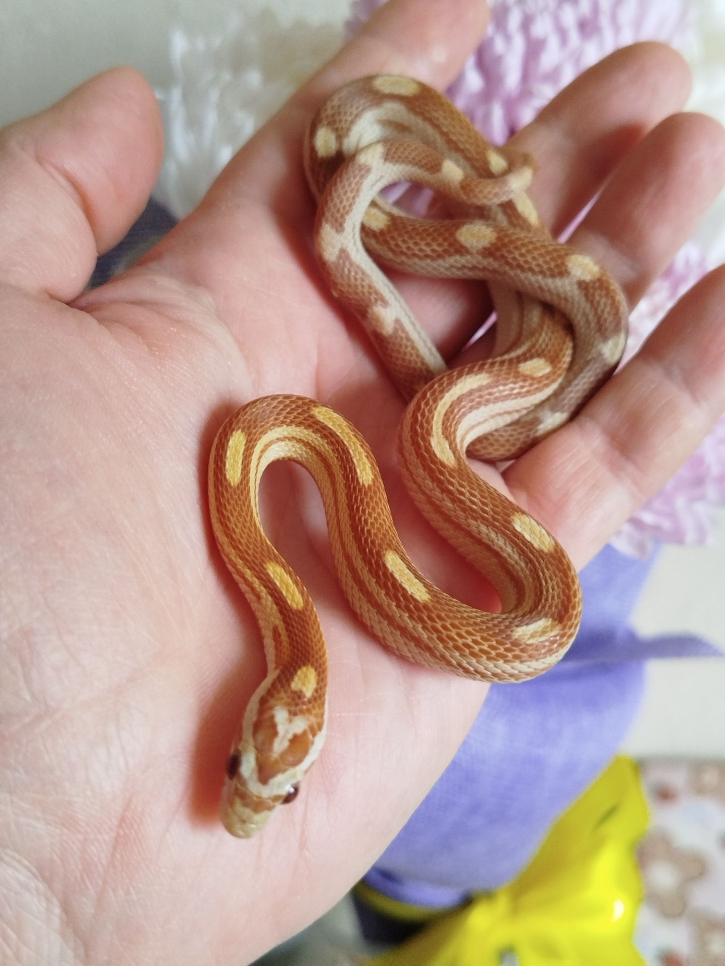 Маисовый полоз.