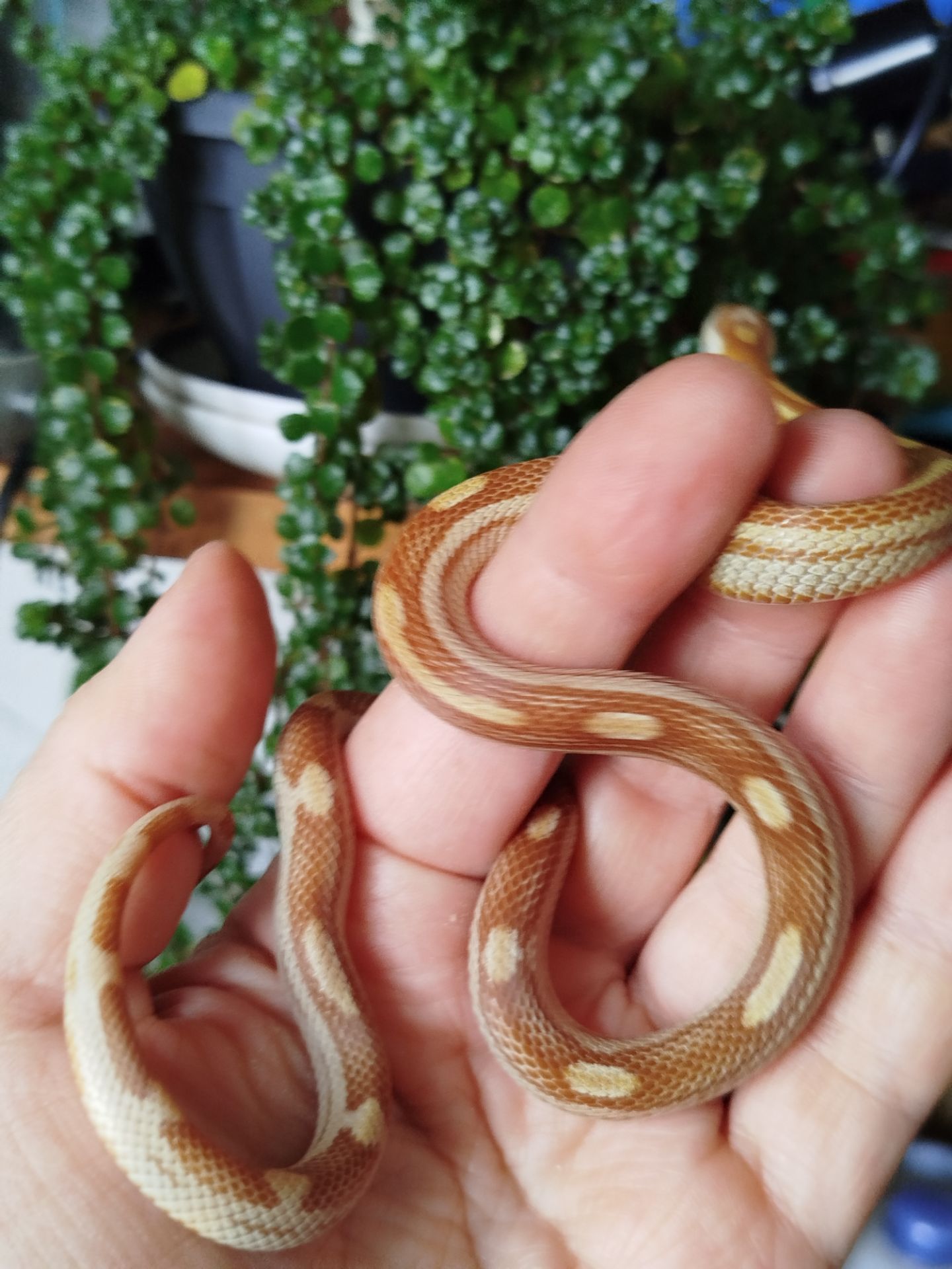 Маисовый полоз.