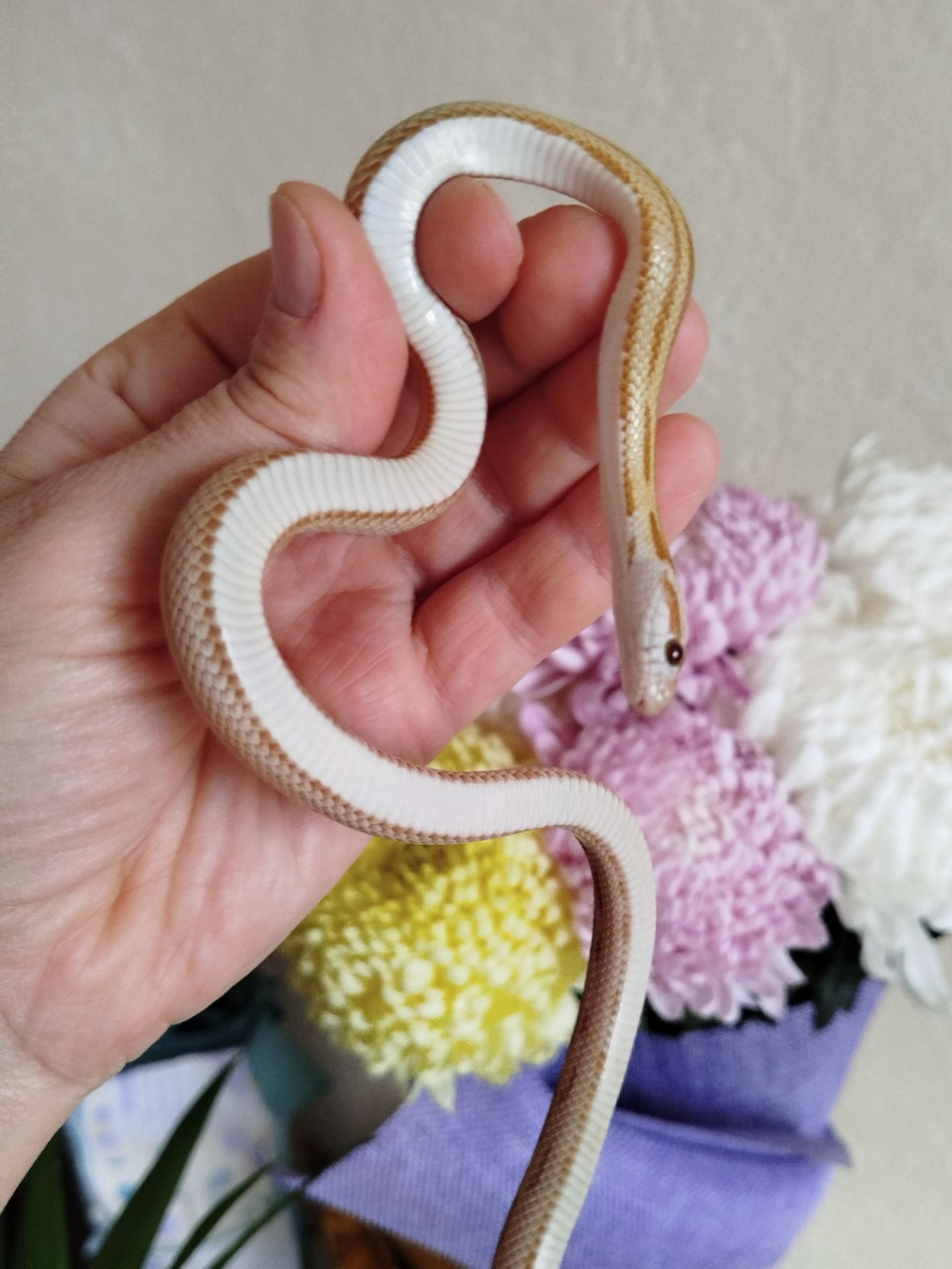 Маисовый полоз.