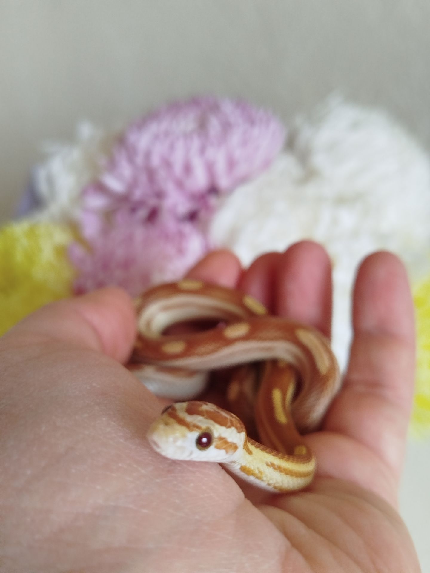 Маисовый полоз.