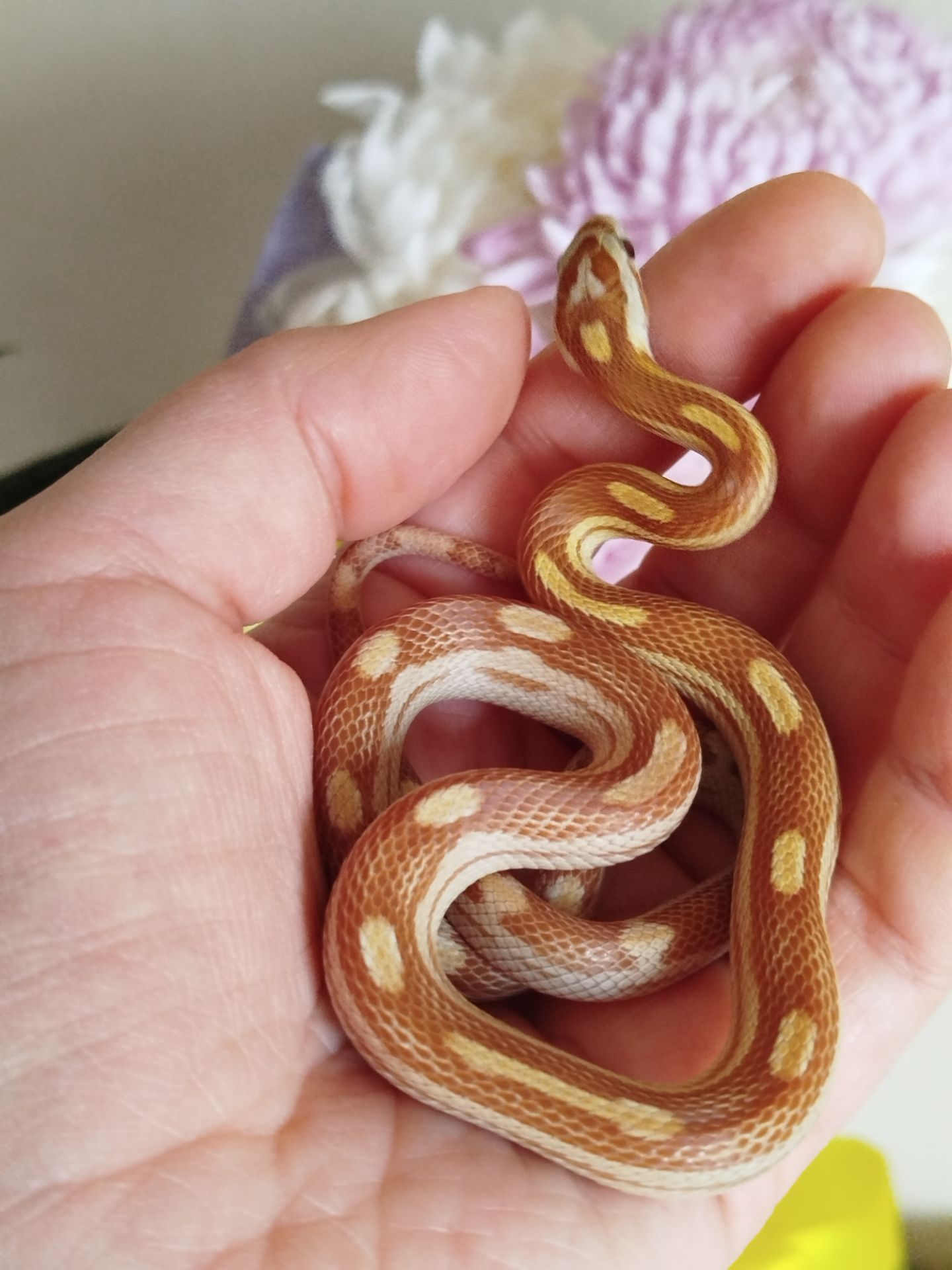 Маисовый полоз.