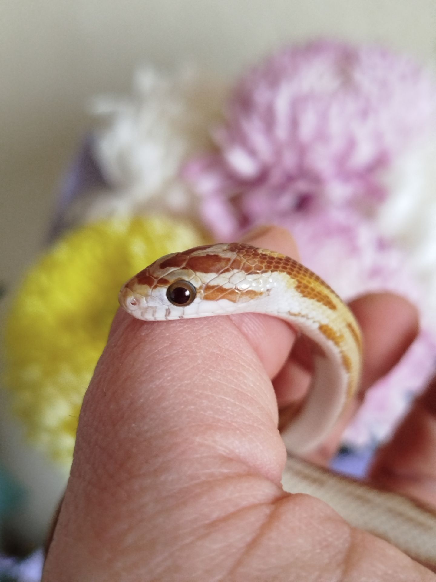 Маисовый полоз.