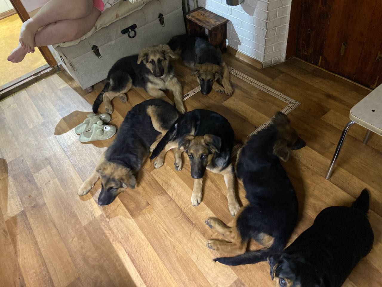 Німецька вівчарка 4 міс