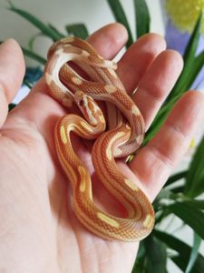 Маисовый полоз.