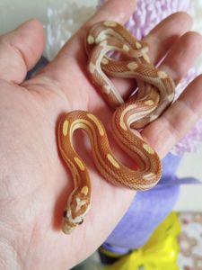 Маисовый полоз.