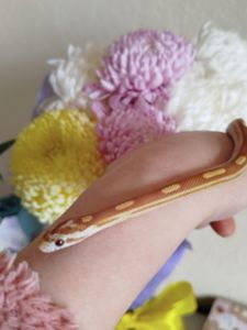 Маисовый полоз.