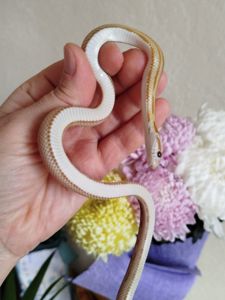 Маисовый полоз.