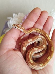 Маисовый полоз.