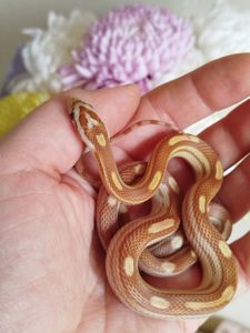 Маисовый полоз.