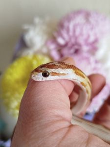 Маисовый полоз.