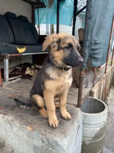 Німецька вівчарка 4 міс