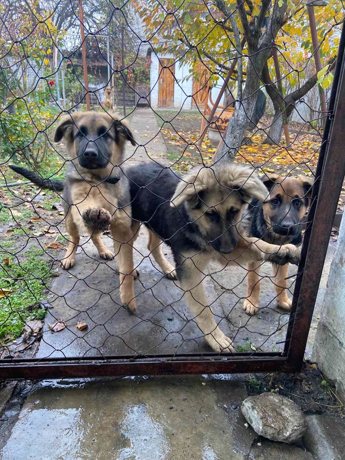 Німецька вівчарка 4 міс