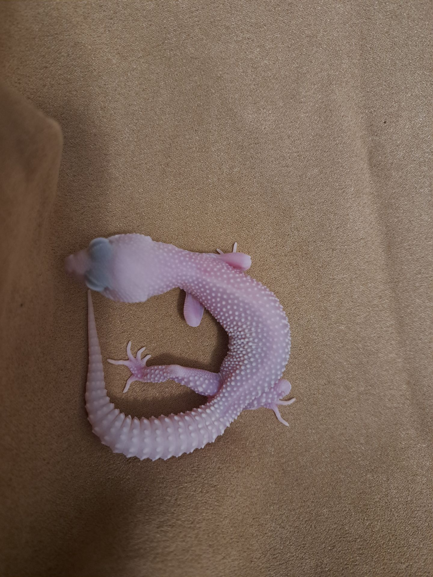 Самка еублефар. Дьябло