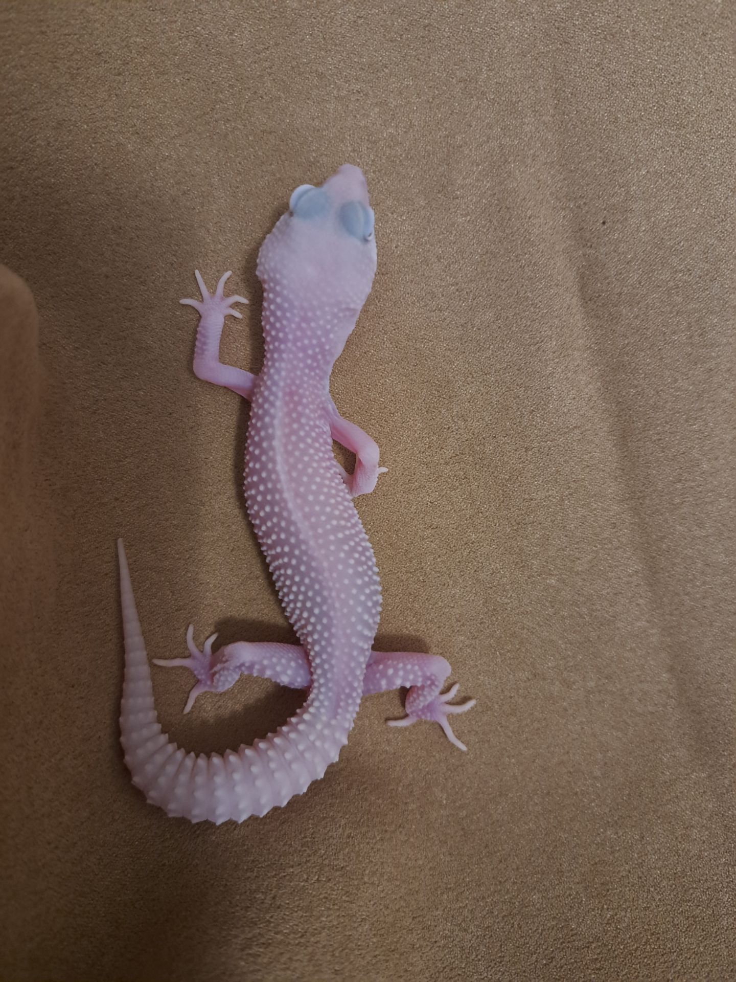 Самка еублефар. Дьябло