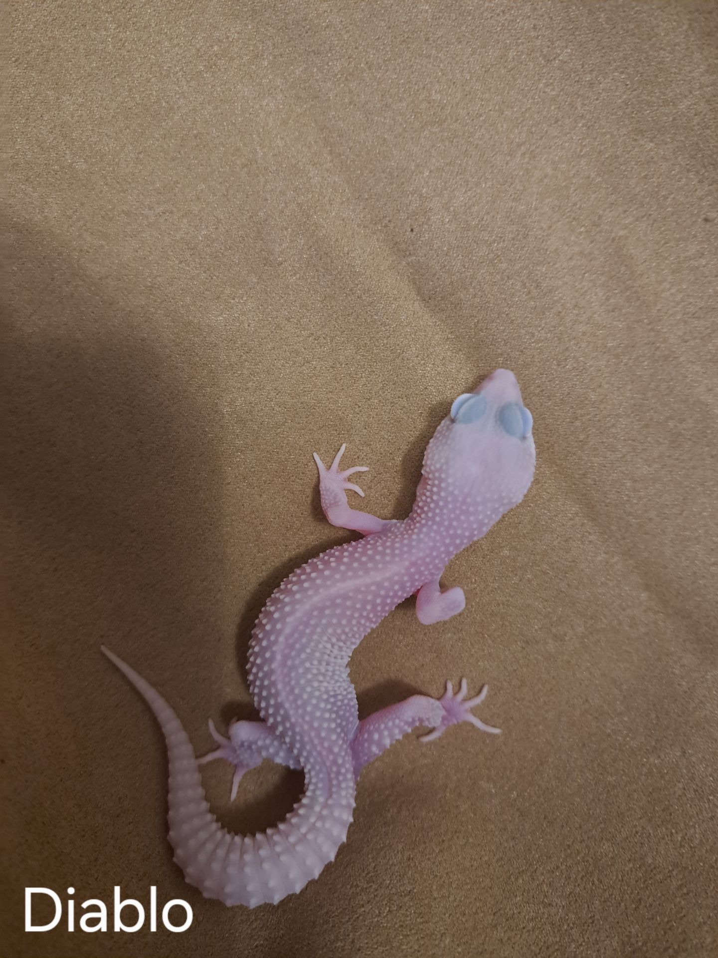 Самка еублефар. Дьябло