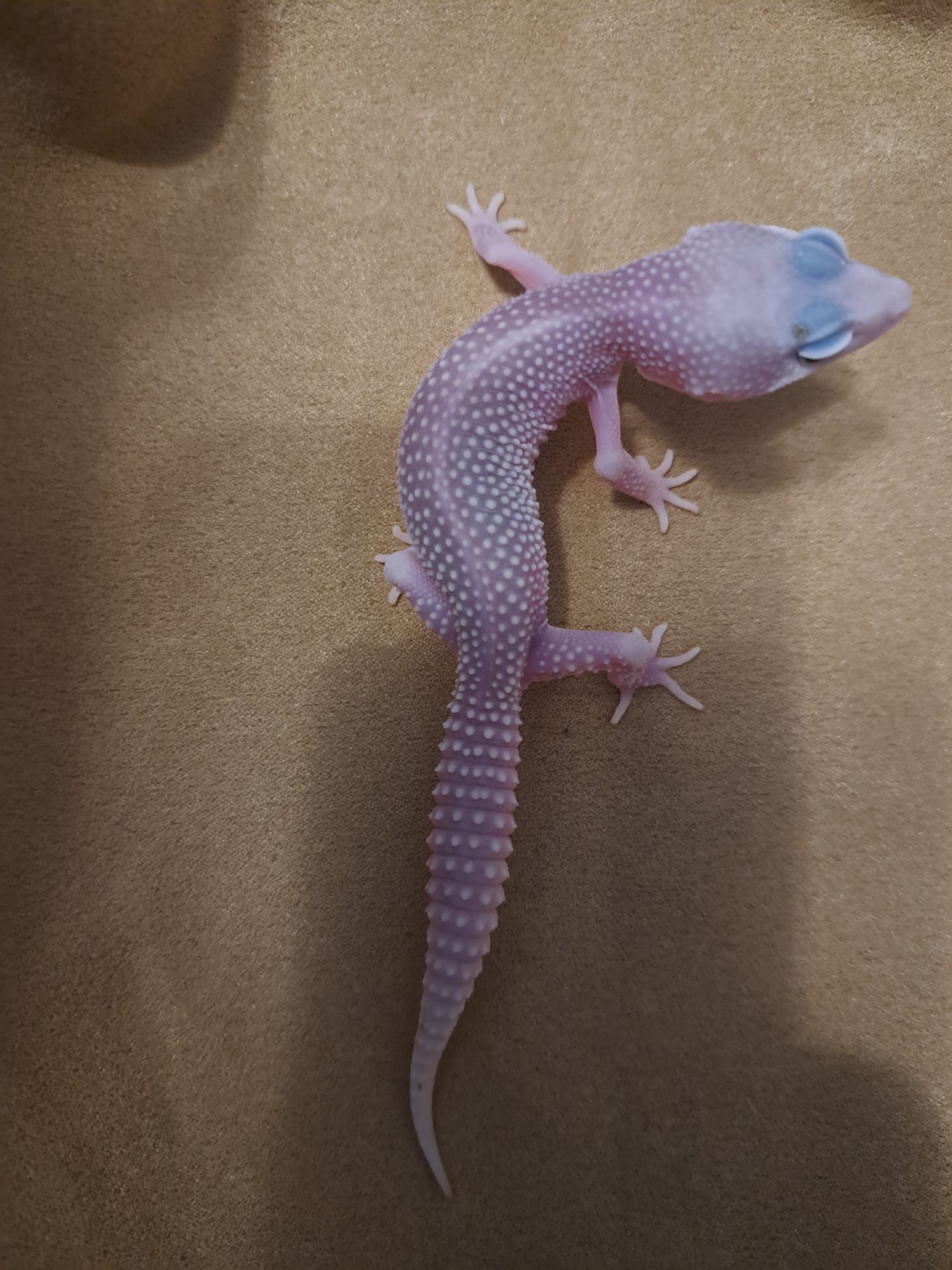 Самка Платінум. Еублефар