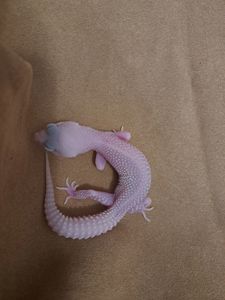 Самка еублефар. Дьябло