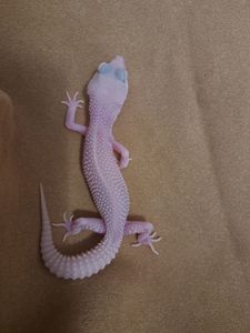 Самка еублефар. Дьябло