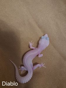 Самка еублефар. Дьябло