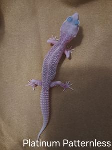 Самка Платінум. Еублефар