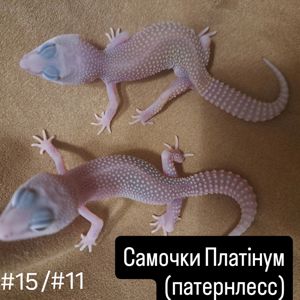 Самка Платінум. Еублефар
