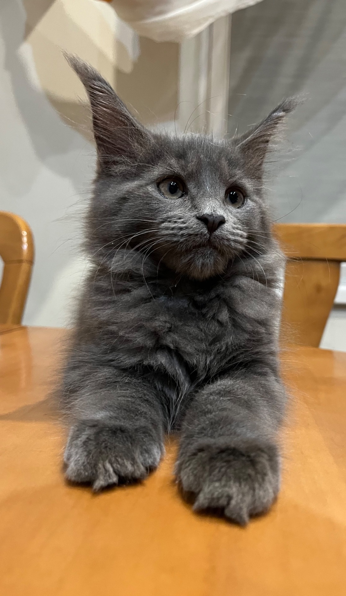 Кошеня Мейн-кун дівчинка