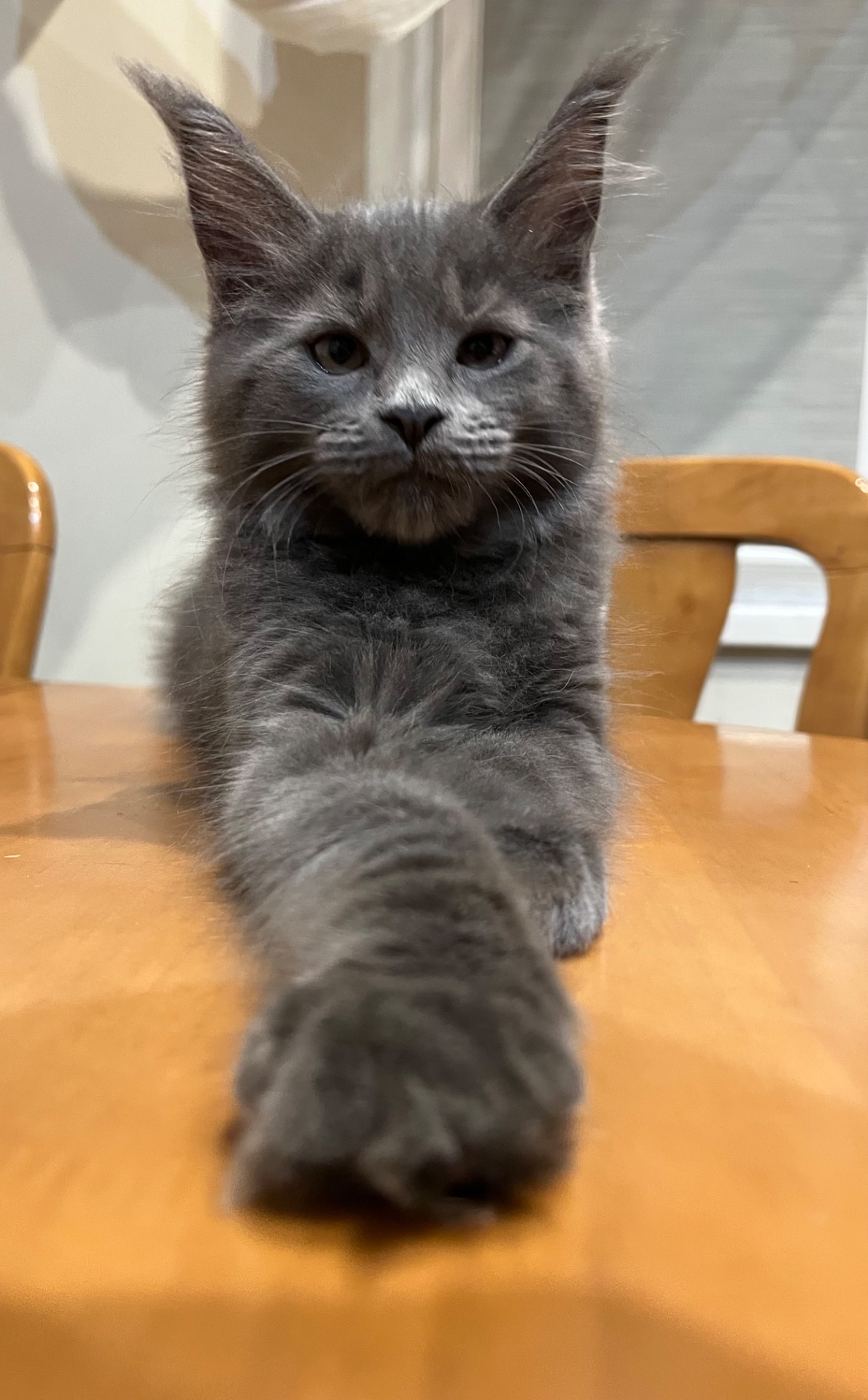 Кошеня Мейн-кун дівчинка