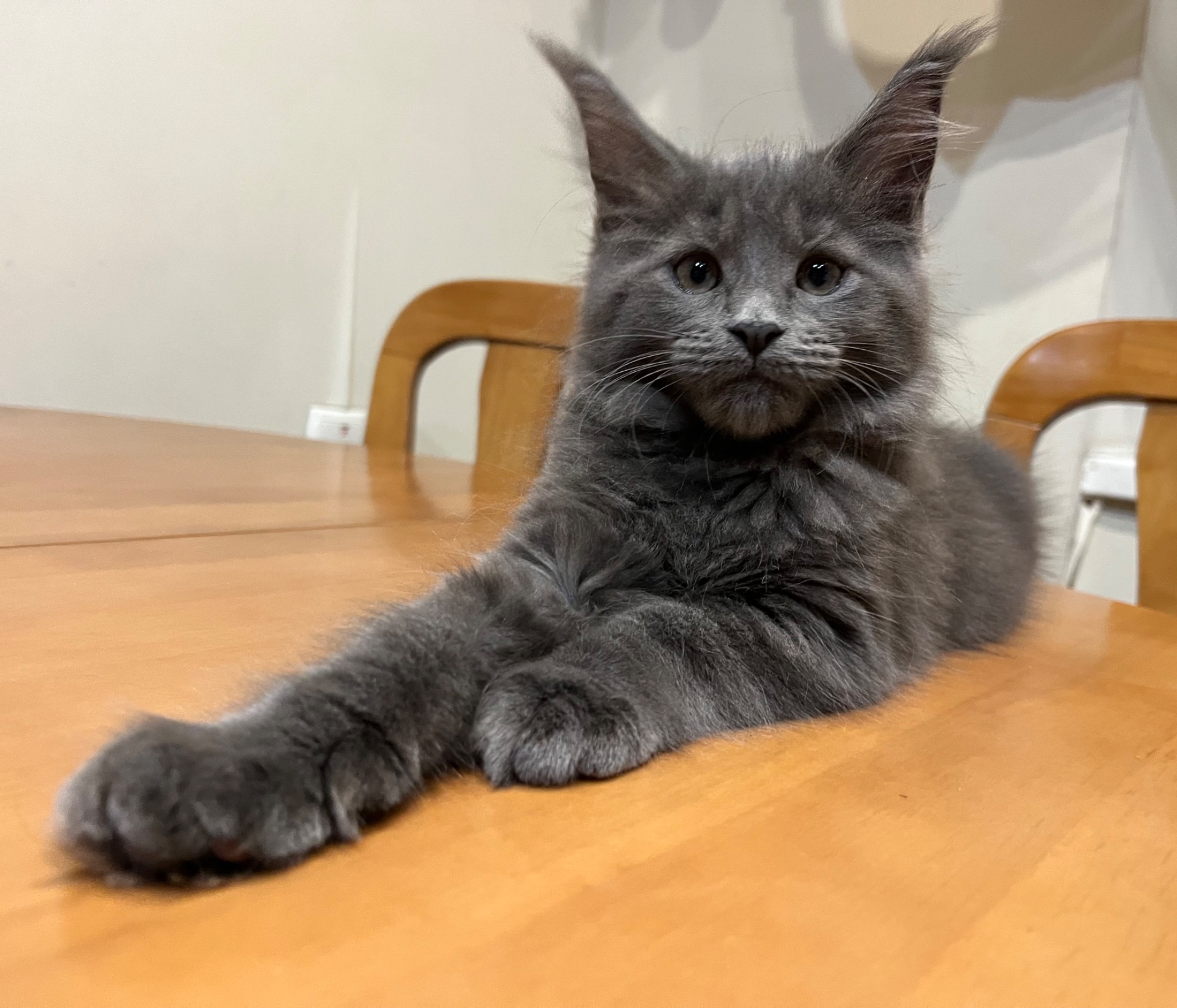 Кошеня Мейн-кун дівчинка