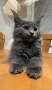 Кошеня Мейн-кун дівчинка